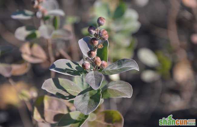 蔓荆子 种植效益 分析