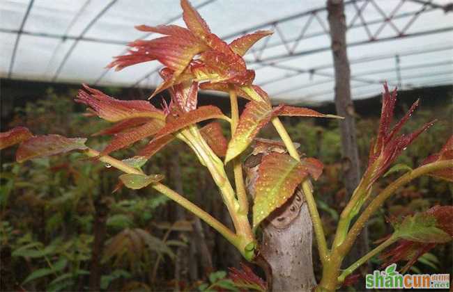 大棚香椿 种植效益 分析