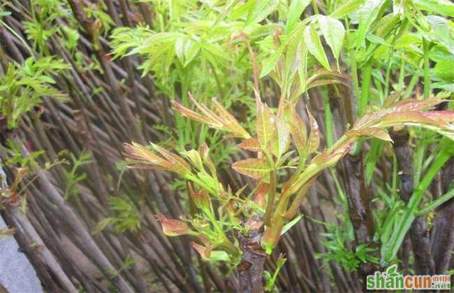 大棚香椿 种植效益 分析