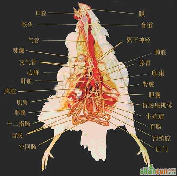 鸡的解剖图