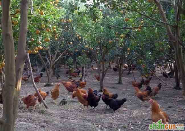 生态养殖鸡