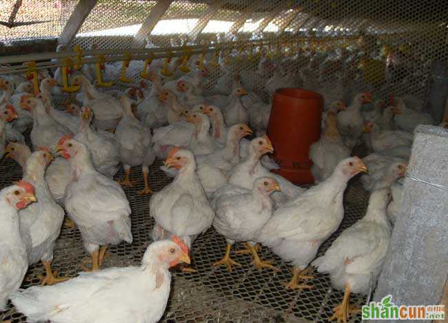 肉鸡养殖大棚