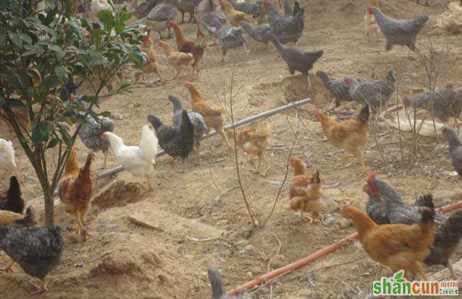 肉鸡养殖大棚的建造方式及饲养技术