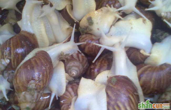 白玉蜗牛养殖的水和饲料选择