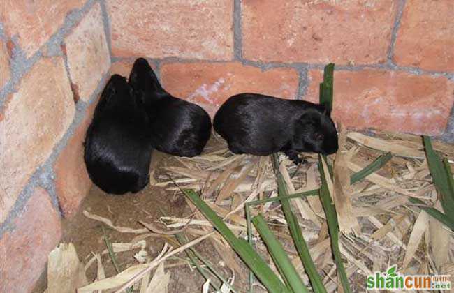 提高黑豚繁殖力的几种措施