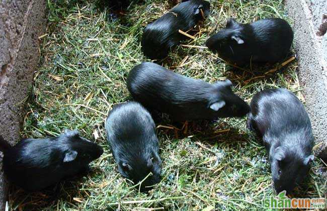 黑豚养殖的经济价值