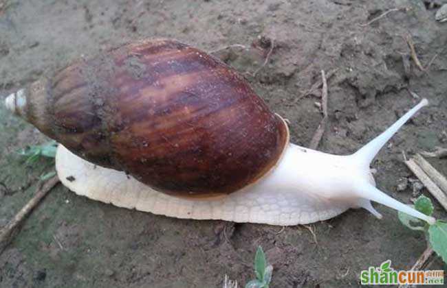 白玉蜗牛的饲养管理技术