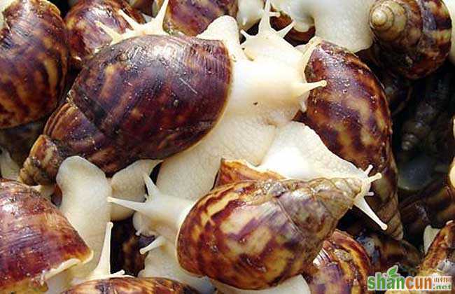 白玉蜗牛的饲养管理技术