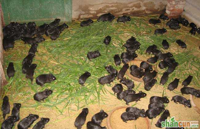 黑豚养殖的繁殖技术 