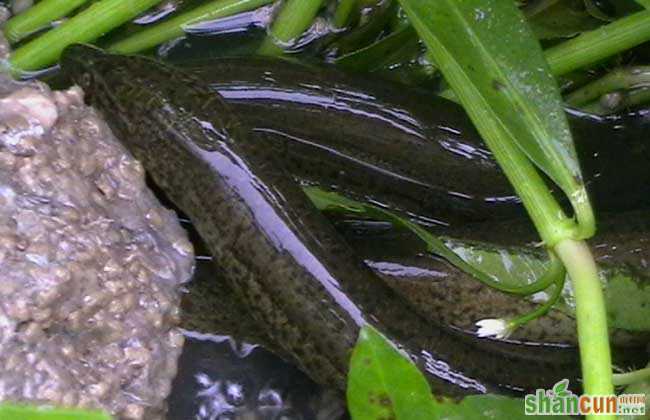 黄鳝水泥池养殖与网箱养殖的比较