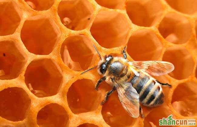 蜜蜂人工育王适宜的时间及地点选择