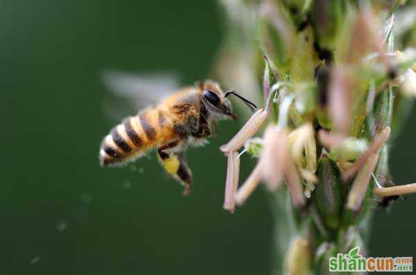 桶养中华蜜蜂的过箱饲养技术
