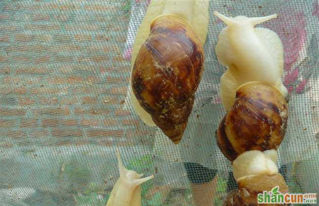 白玉蜗牛种蜗牛的选择标准