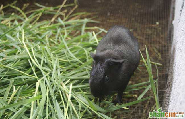 黑豚常见的三种养殖方式