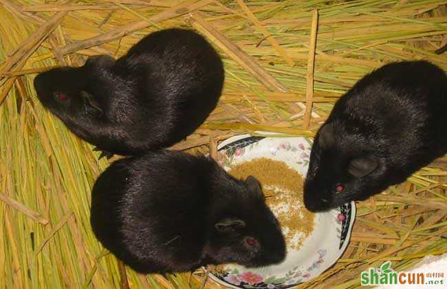 黑豚常见的三种养殖方式