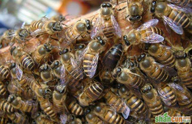 蜂螨的防治方法