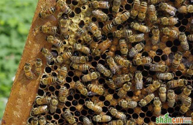 蜜蜂养殖自然分蜂的控制和处理