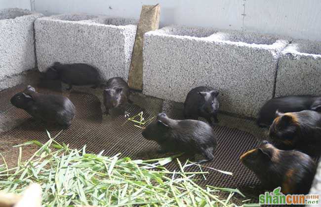 黑豚的营养价值及其饲养