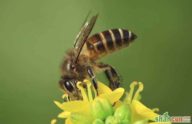 养蜂场养殖中蜂的优势
