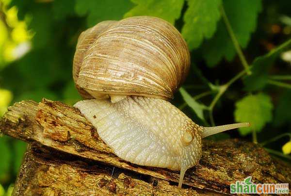 白玉蜗牛在饲养时应注意的问题