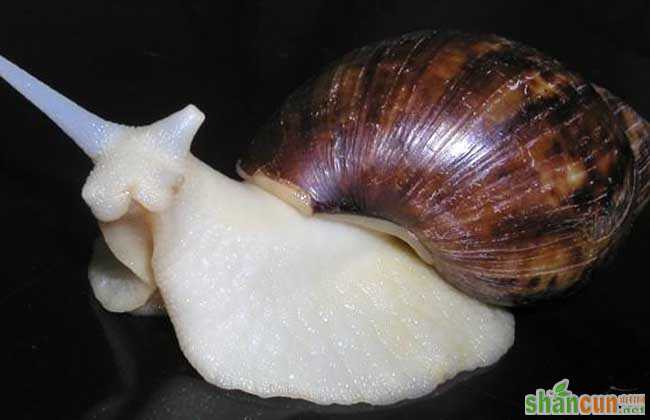 白玉蜗牛在饲养时应注意的问题