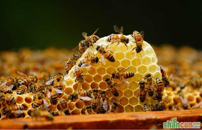 春天蜜蜂的繁殖技术