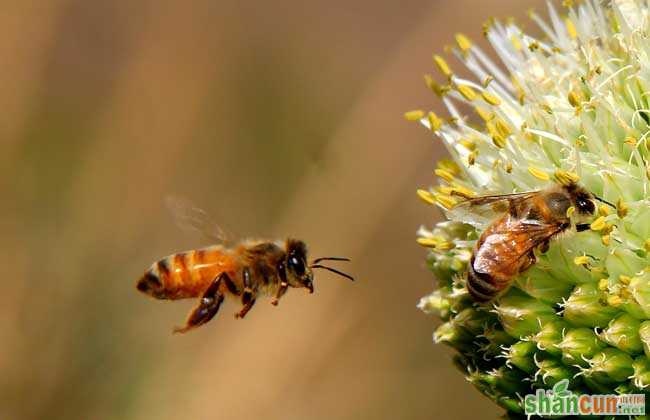 蜜蜂养殖场的保洁和消毒技术