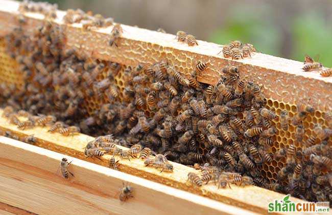 蜜蜂饲料配置方法