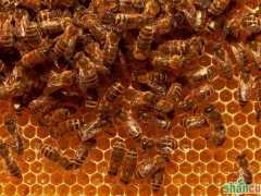 蜜蜂快速繁殖技术