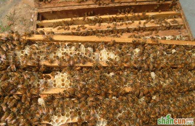 蜜蜂快速繁殖技术