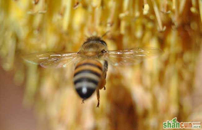 蜜蜂黑蜂病