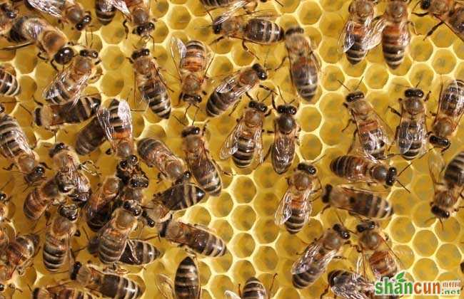 蜜蜂黑蜂病