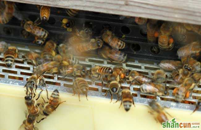 最新流行10大人工分蜂方法