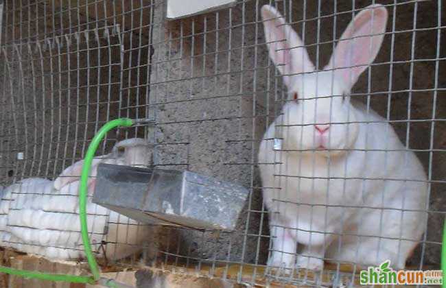 兔子养殖过程中饲喂注意事项