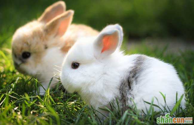 兔子养殖户可通过观察兔粪来巧治兔病
