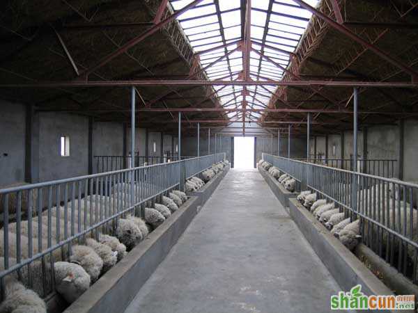 羊养殖场的科学消毒技术