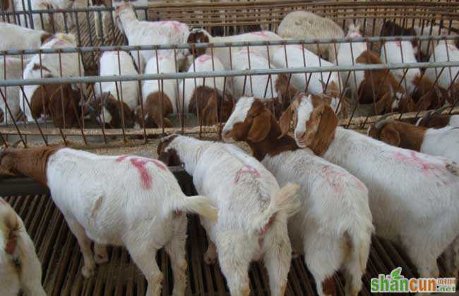 波尔山羊养殖场建设方案