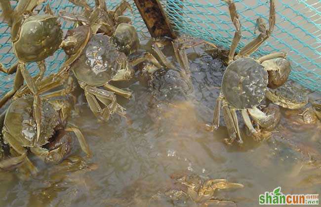 河蟹春季养殖技术