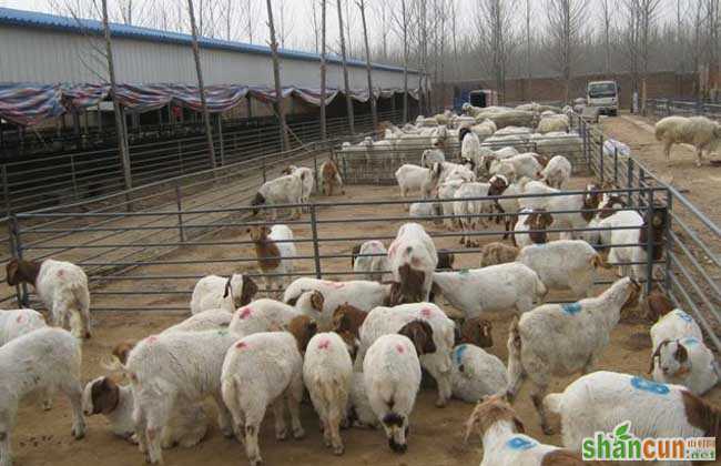 养羊场科学管理制度