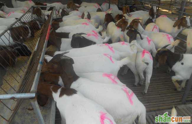 养羊场设备管理制度