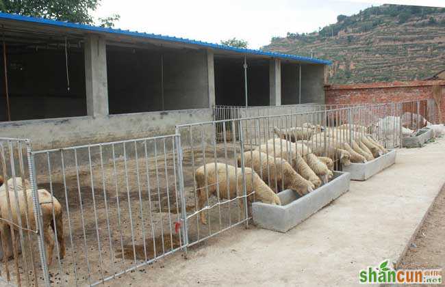 绵羊养殖技术