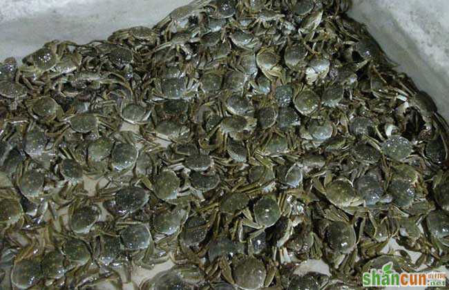 大闸蟹养殖冬季投放蟹苗的优势