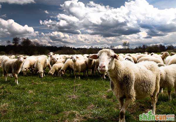 绵羊的生活习性和行为特点