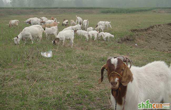 圈养杜泊羊的养殖利润