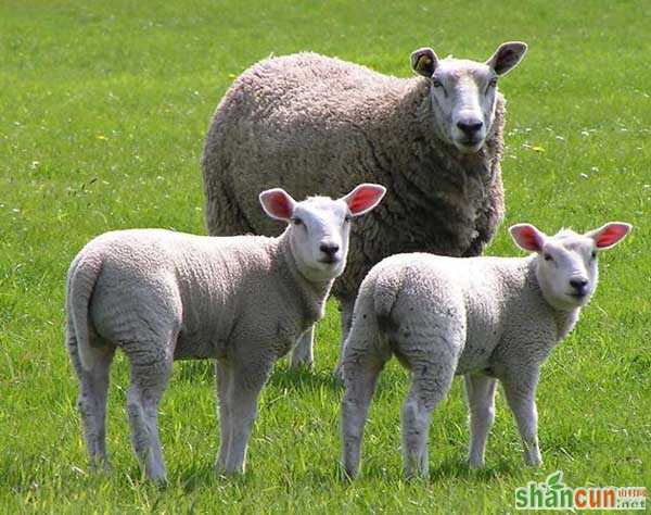圈养杜泊羊的养殖利润分析