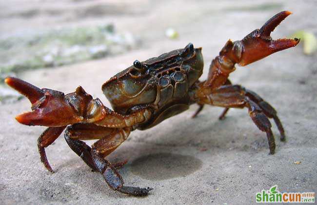 螃蟹有几条腿