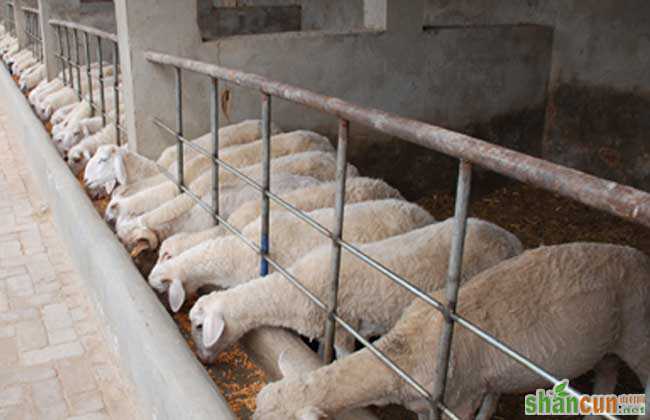 绵羊饲养管理技术