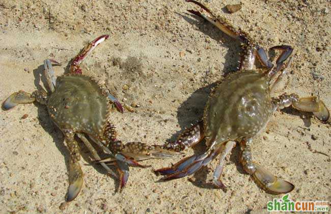 秋季河蟹死亡的原因分析及预防措施