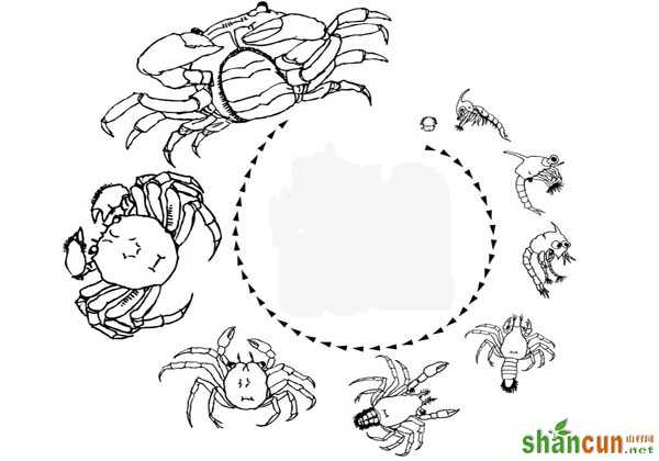 河蟹大眼幼体的生活习性