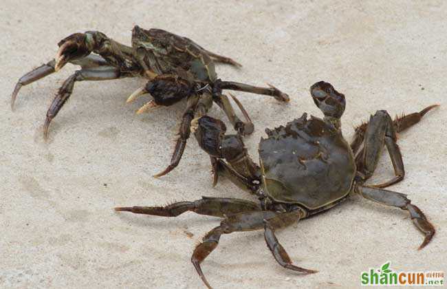 河蟹和青虾混养日常管理技术